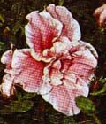 L'azalea