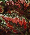 Begonia
