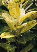Il ficus