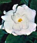 La gardenia