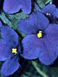 Violetta africana