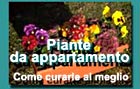 Le piante da appartamento